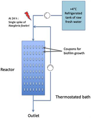 Growth dynamic of biofilm-associated Naegleria fowleri in freshwater on various materials